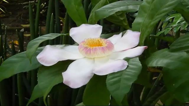 Heaven Lotus (Gustavia) ดอกบัวสวรรค์ смотреть онлайн