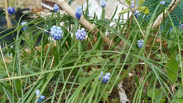 Pseudomuscari Azureum, The Azure Grape Hyacinth, A Sky Blue Flower Bulb For Early Spring Colour