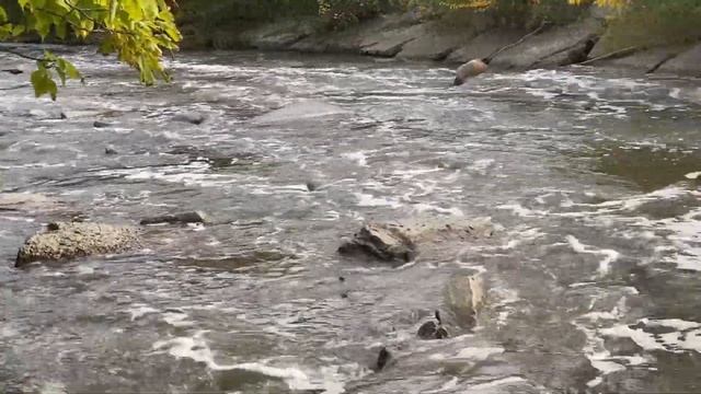 Salmon Run In Don Valley | Toronto Salmon Spawning 2020