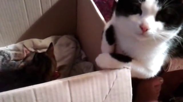 Кот переживает рождение котят