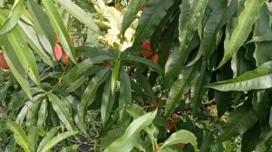 Карликовый персик/ Карликовий персик/ Dwarf peach