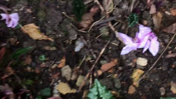 Cyclamen de Naples rose Cyclamen hederifolium ou neapolitanum'