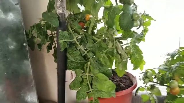 Отзыв о Ционе на томатах. А оно нам надо? Есть ли разница? смотреть онлайн