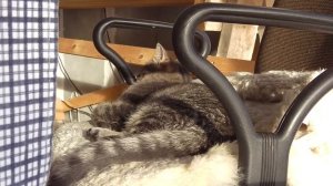 Покатушки на снегоходах через Томь   Кафтан Апрель