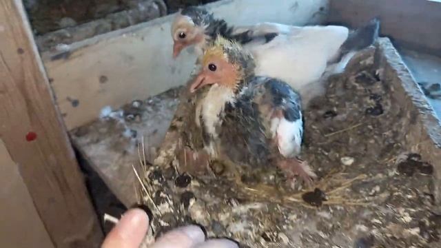 сезон без мух и клещей. смотреть онлайн