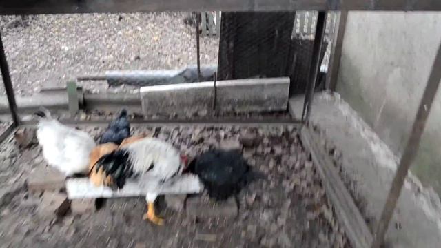 Голодные куры и гуси смотреть онлайн