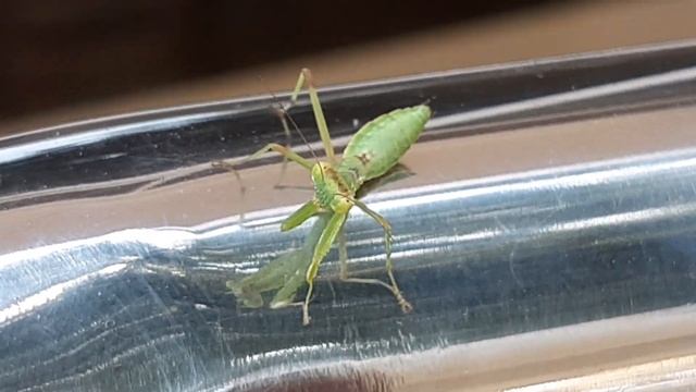 Богомол или саранча? 2 часть. смотреть онлайн