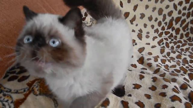 FOR SALE as a PET or BREED female EXOTIC SH seal point смотреть онлайн