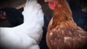 Сколько яиц несет курица в год, неделю, день возможные проблемы и способы их решения