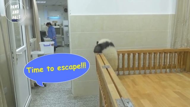 AWW SO CUTE!!! BABY PANDAS Playing With Zookeeper | Funny baby pandas | Baby panda falling смотреть онлайн