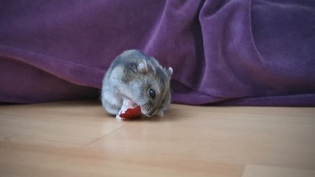 Hamsters do Fight смотреть онлайн