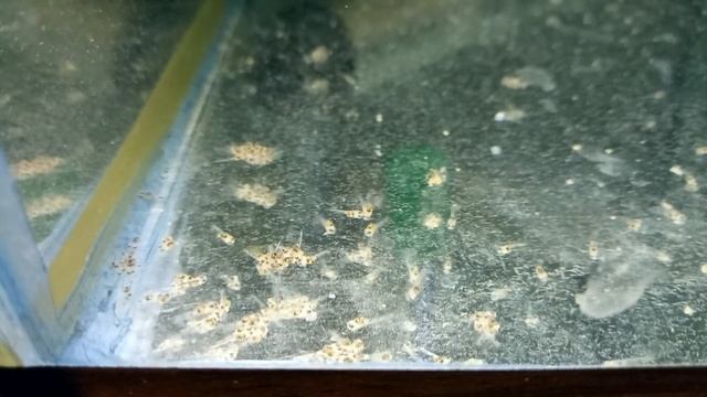 Икра-личинка-малёк / Первые 10 дней / Боливийская Бабочка смотреть онлайн