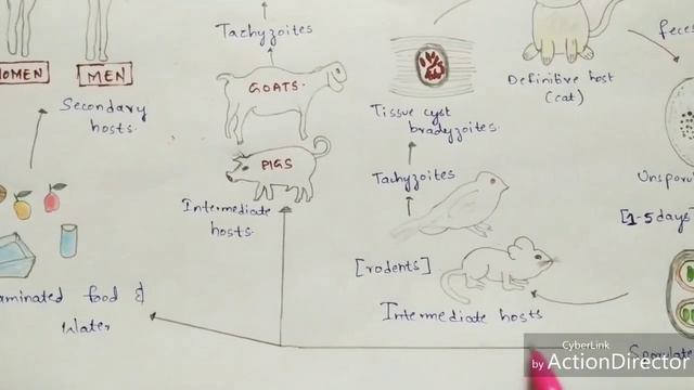 Toxoplasmosis | Toxoplasma Gondii | Structure, Life Cycle, Symptoms, Treatment | Bio Science