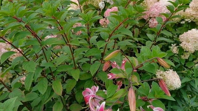 Цветы в начале сентября радуют яркими красками. Обзор сада 1 сентября смотреть онлайн