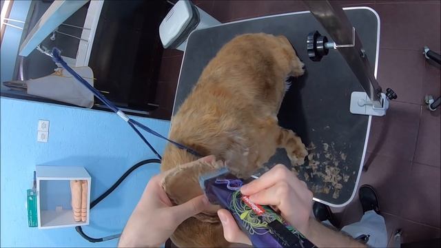 Grooming A Chubby Cocker Spaniel смотреть онлайн