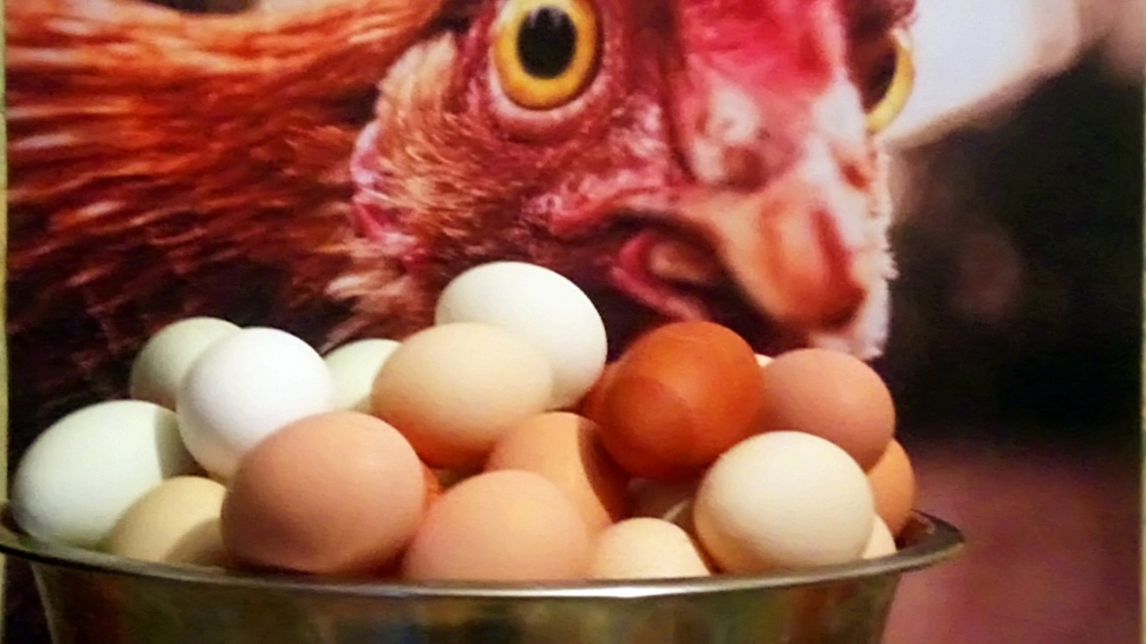 ЭТОТ КОРМ СДЕЛАЕТ ИЗ ТВОИХ КУР ОТЛИЧНЫХ НЕСУШЕК! РОСТ. КУРСКИЙ ГРАНУЛЯТОР. смотреть онлайн