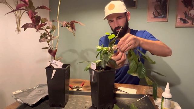 How to propagate Guavas / Psidium смотреть онлайн