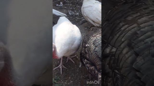Голошейки несушки радуют яичками и небольшой обзор нашего хозяйства... смотреть онлайн
