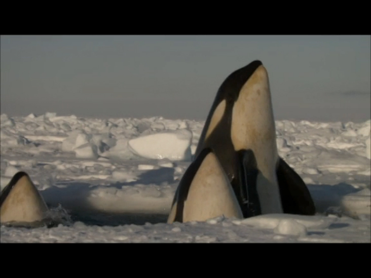 Киты-убийцы (Killer Whales: Beneath the Surface) смотреть онлайн