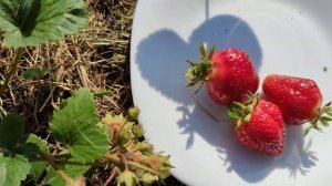 Клубника Генри - новинка последних трёх лет