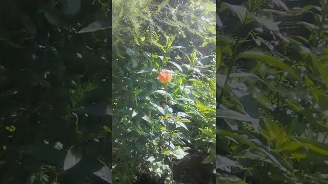 ? Клумба в саду - труд мамы. ❤️ смотреть онлайн