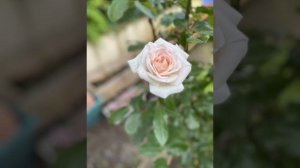 Rose Prince Jardinier - Juin 2021
