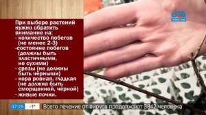 Руки садовода – как выбрать саженцы гортензии