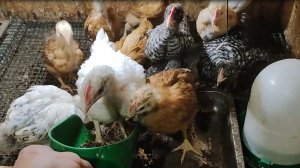 кормлю цыплят личинкой чёрной львинки.