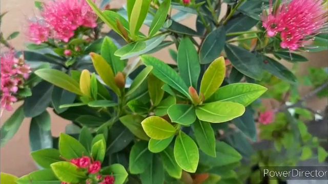 First Love/Xanthostemon Chrysanthos Flower Care