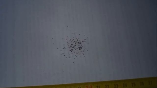 Mentha x piperita L. смотреть онлайн