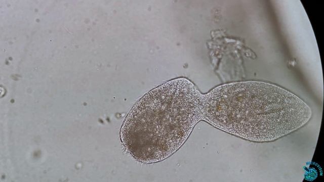 Бесполое размножение инфузории смотреть онлайн