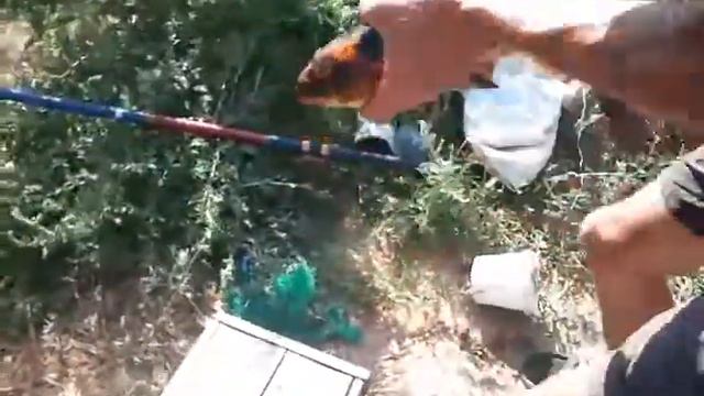 Карп и Витамин!!!))) смотреть онлайн