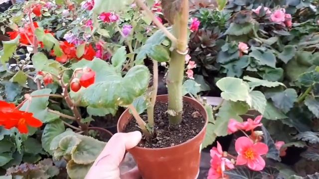 VLOG: Наша Марка, цветы из посылки, черенки петуний и вопрос по бугенвилии. смотреть онлайн
