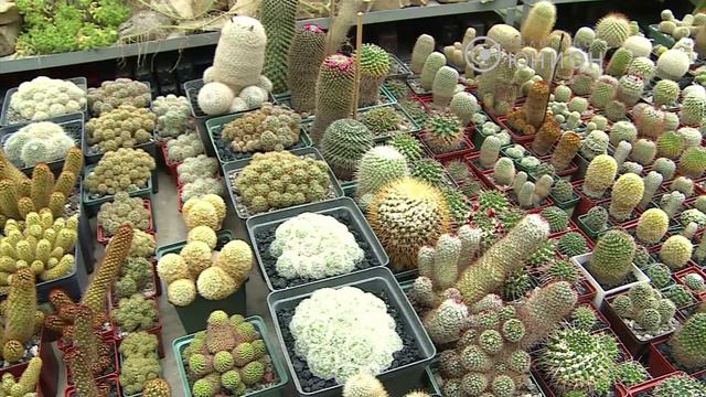 Утро 10.09.2013. Кактусы Донецкого ботанического смотреть онлайн