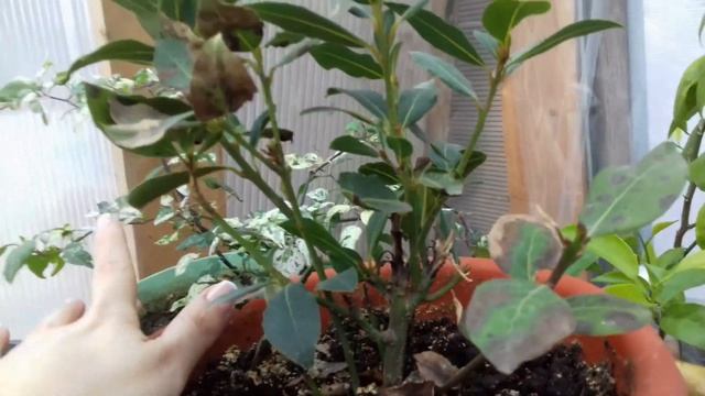 Наш мини-рассадник смотреть онлайн