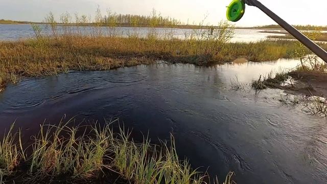 ЛЮБЯТ ЖРАТЬ СИЛИКОН) ИХ ОТПУСКАЕШЬ А ОНИ СНОВА ХВАТАЮТ)! РЫБАЛКА В НАЧАЛЕ ЛЕТА, ПО ЛУЖАМ НА ВЕЧЁРКЕ смотреть онлайн