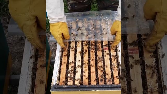 Пчёлы Долгожители показывают Старт#пчеловодство#пасека#пчёлы#изоляцияматок#Малыхин#Миленин#Гопка.