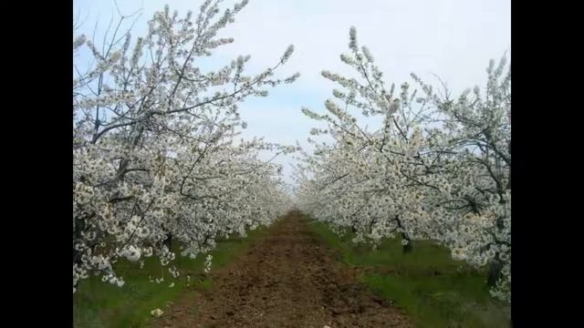 Черенки черемшин и черешен смотреть онлайн