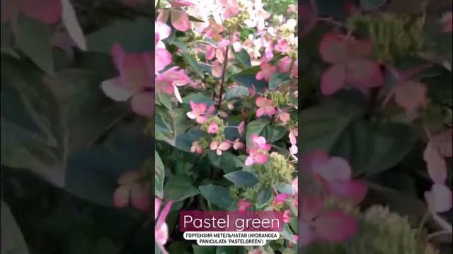 #pastelgreen #hydrangea #гортензия #садгортензий #hortensia #метельчатаягортензия #paniculata смотреть онлайн