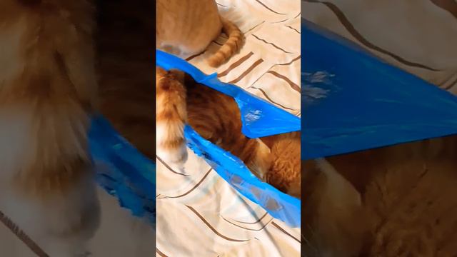 #Спрашиваю кота зачем залез в пакет 😊😊 смотреть онлайн