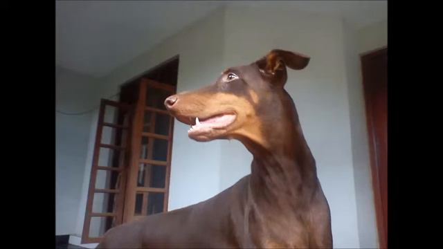 The Doberman pincher смотреть онлайн