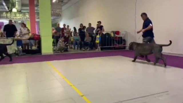 НАЦИОНАЛЬНЫЙ ЧЕМПИОНАТ НЕАПОЛИТАНСКИЙ МАСТИФ 2019 Москва 09.06.19 смотреть онлайн