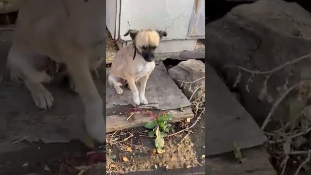 Symiko.ru | Собака Агата ищет дом. Отдаем бесплатно. Собаки в дар в добрые руки.