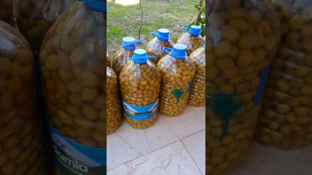 Как засолить оливки, маслины в домашних условиях смотреть онлайн