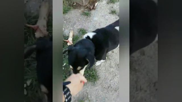 Мамы и Папы Приюта, помогите нам смотреть онлайн