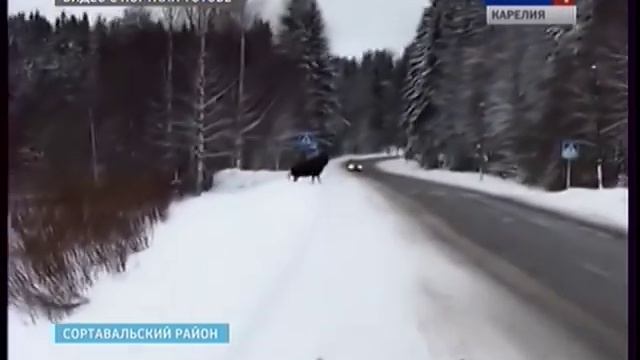 Лось ушёл в лес по правилам смотреть онлайн
