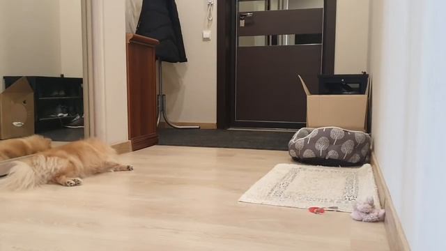 Что делает шпиц, когда остается дома один и как встречает хозяйку! смотреть онлайн