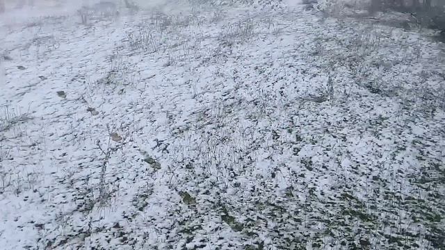 Аллерой Эвла Чечен Нохчи Кавказский горы смотреть онлайн