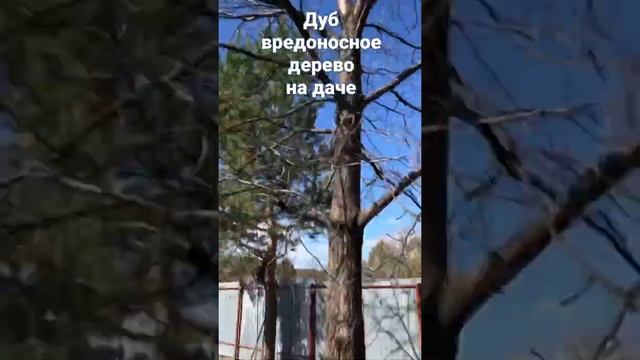 Дуб на даче - самый большой сорняк смотреть онлайн