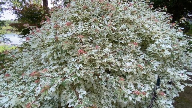 Acer campestre 'Carnival' (Hedge Maple) смотреть онлайн